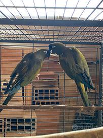 Conuri della patagonia