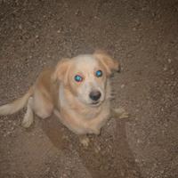 Cagnolino taglia medio/piccola