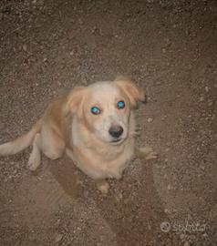 Cagnolino taglia medio/piccola