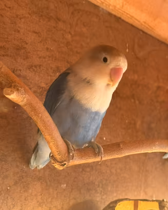 Inseparabili