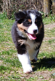 Australian shepherd