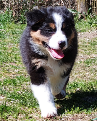 Australian shepherd