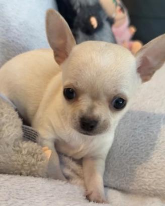 Mini cuccioli di chiwawa Toy