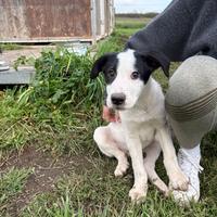 Cuccioli meticci taglia media