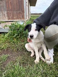 Cuccioli meticci taglia media