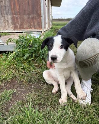 Cuccioli meticci taglia media