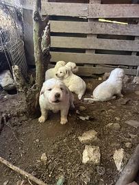Cuccioli pastore abruzzese
