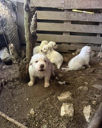 Cuccioli pastore abruzzese