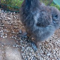 Gallo moroseta
