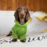 Bassotto Accoppiamento ARLECCHINO 4kg Nano