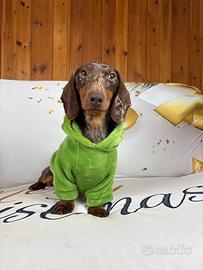 Bassotto Accoppiamento ARLECCHINO 4kg Nano