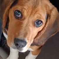 Beagle 4 mesi