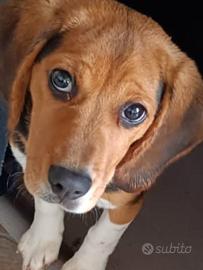 Beagle 4 mesi