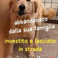GOLDIE 5 ANNI simil Golden Retriever