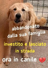 GOLDIE 5 ANNI simil Golden Retriever