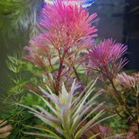 piante acquario 