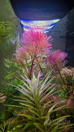 piante acquario 