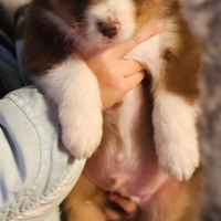 Australian shepherd red tricolor