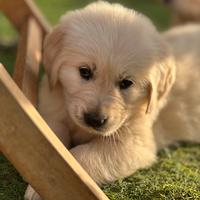 Cuccioli di golden retriever