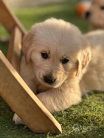 Cuccioli di golden retriever