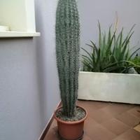 pianta grassa cactus