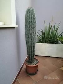 pianta grassa cactus