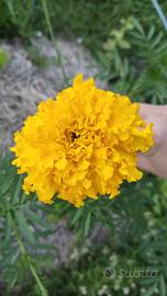 Semi di tagete giallo gigante (100 semi)