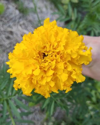 Semi di tagete giallo gigante (100 semi)