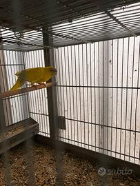 Coppia kakariki verde e gialla