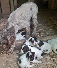 Cuccioli di Lagotto Romagnolo