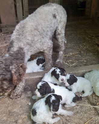 Cuccioli di Lagotto Romagnolo