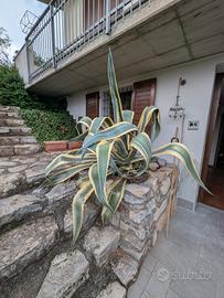 Agave Gigante 