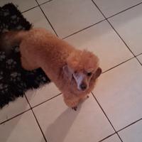 Femmina adulta con pedigree enci razza Barbone