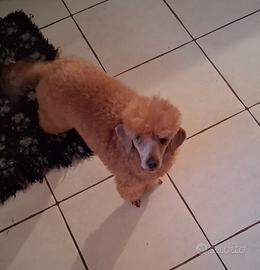 Femmina adulta con pedigree enci razza Barbone