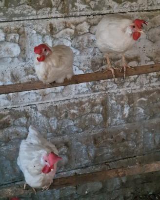 Galline 2/3 anni livornesi isa brown 5 cad