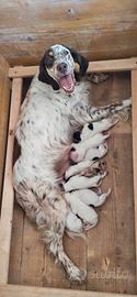 Cuccioli setter inglese