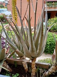 pianta ALOE vera