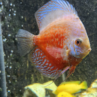 Acquario, Discus ultimo rimasto