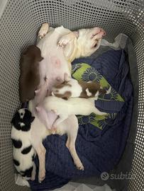 Chihuahua