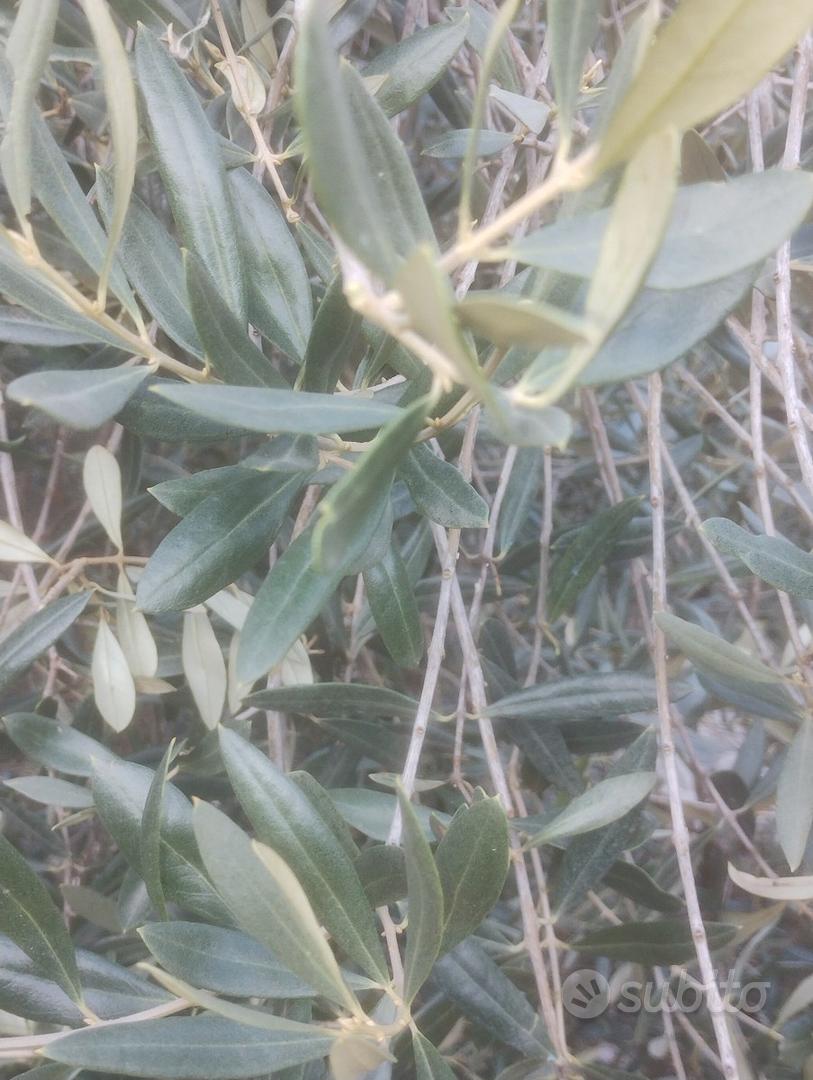 Uliveto (100 piante) a Sonnino - Vista 3