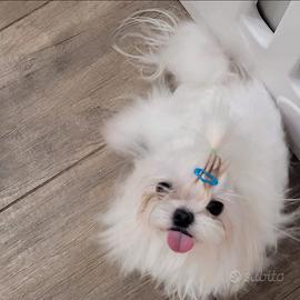 Maltese coreano esperto già papà