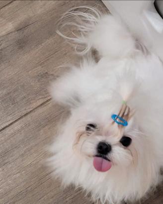 Maltese coreano esperto già papà