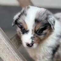 Cucciolo pastore australiano con pedigree ENCI