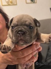 Cuccioli bulldog francese
