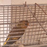 Cardellino canario- incardellato