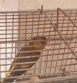 Cardellino canario- incardellato