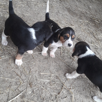 Cuccioli di beagle