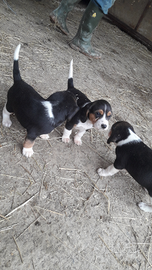 Cuccioli di beagle