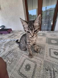 Gattini maschi