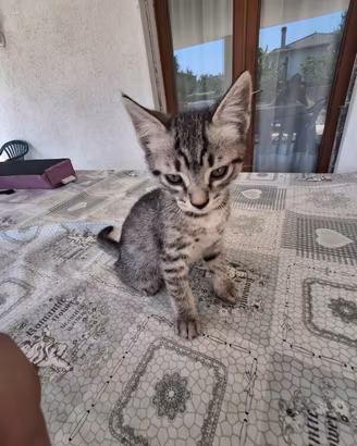 Gattini maschi
